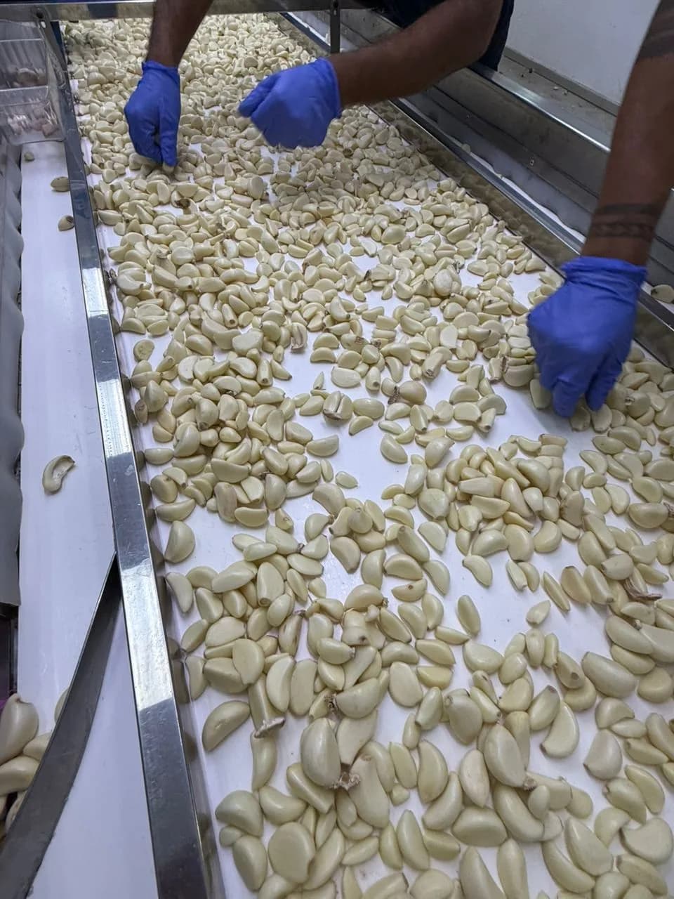 BLP Fresh Pack staff sorting freshly peeled garlic cloves on the production line